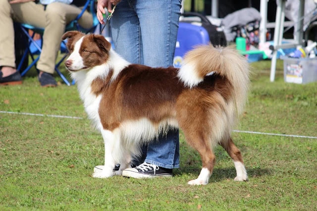 コリー犬がドッグショーでポーズをとる様子。.