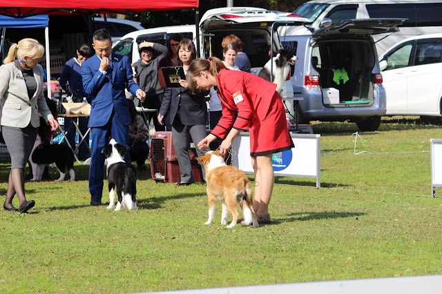 犬の審査と観客の見学者たち.