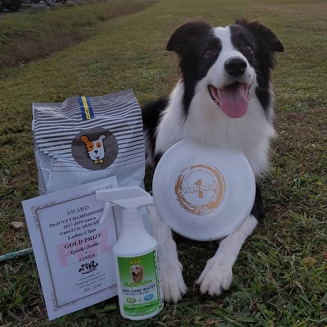 賞状とトロフィーを持つ犬の画像.