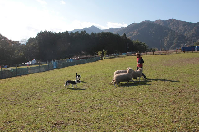 牧場でシープドッグと羊の訓練風景.