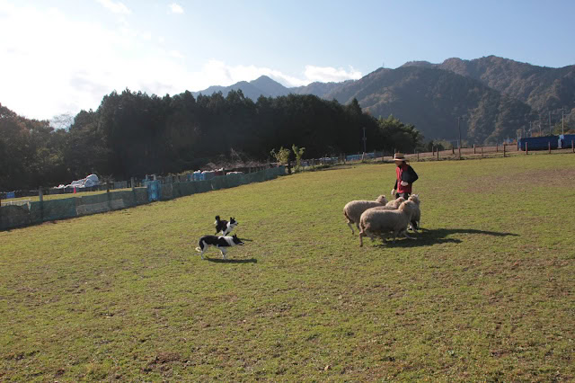 牧羊犬と羊が広い草原で遊んでいる様子.