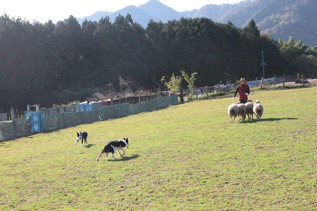 シープドッグと羊が牧場で遊んでいる風景.