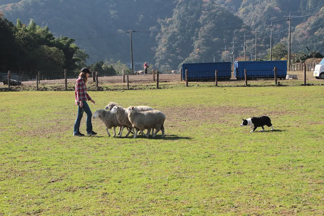 羊と遊ぶシープドッグの訓練シーンの写真です。.