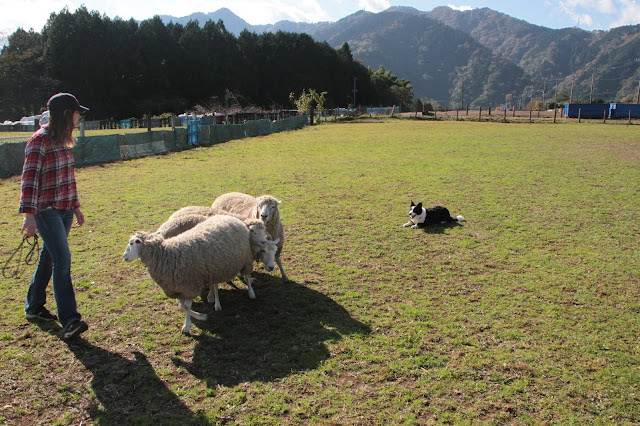 牧羊犬と羊が広い草原で遊んでいる様子.