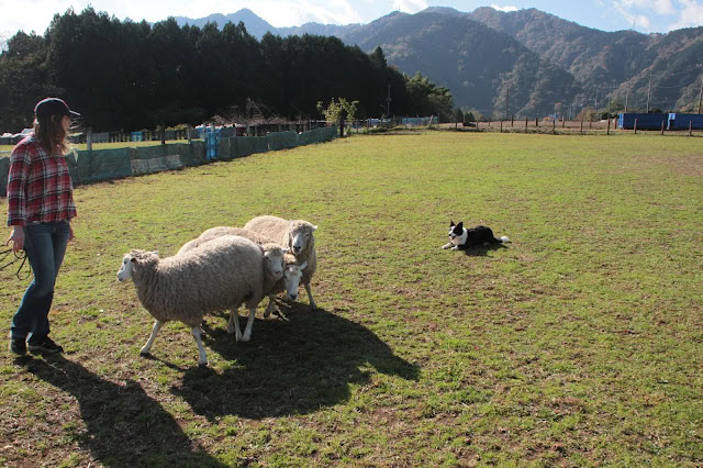 羊と遊ぶ女性と犬の風景、広い牧草地と山々の背景.