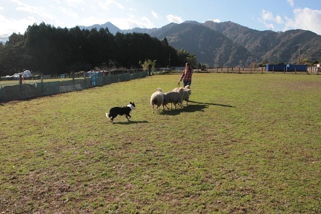 羊と犬と人が広い牧草地で遊んでいる様子.