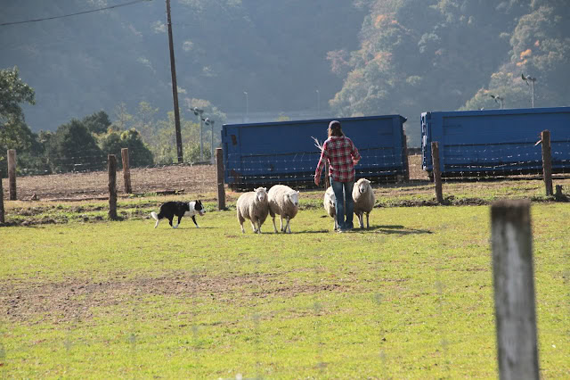 牧羊と犬が牧場で作業している様子.