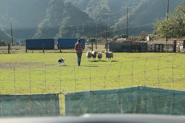 羊と遊ぶシープドッグと飼い主の風景.