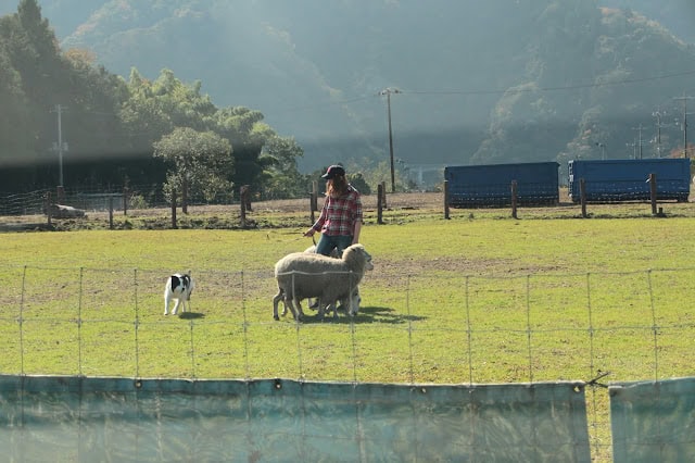 シープドッグと子犬が牧場で遊ぶ様子を撮影した写真です。.