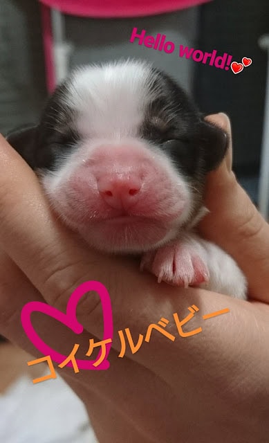 新生の子犬の顔アップ、目を閉じて眠っています。.