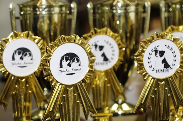 犬のコンテスト賞品のトロフィーとメダルのクローズアップ.