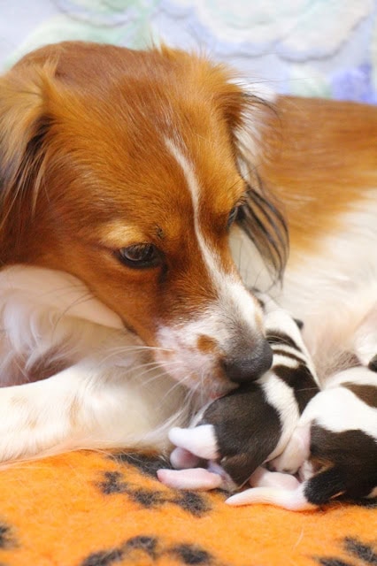 親子の犬と子猫の温かい交流シーン.