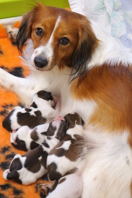 母犬と子犬たちのかわいい親子の瞬間.