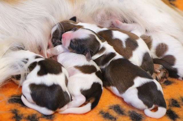 母犬と赤ちゃんたちのかわいい瞬間.