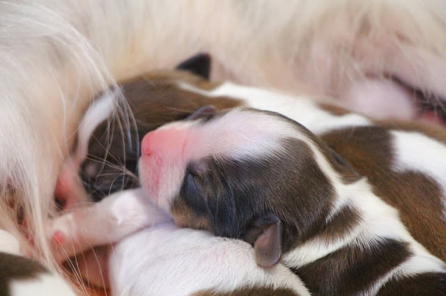 生まれたばかりの小さな犬の赤ちゃんと母犬の親子の写真.