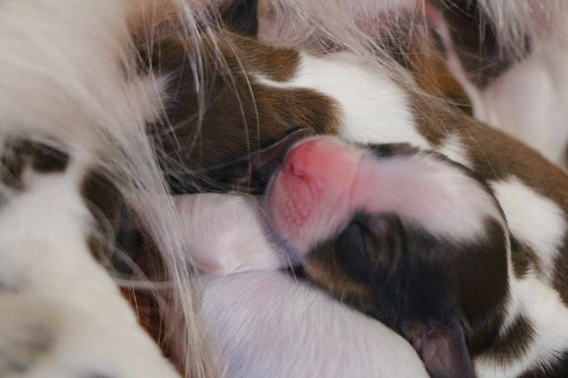 子猫が母親の温かさに包まれて誕生した瞬間を捉えた写真です。.