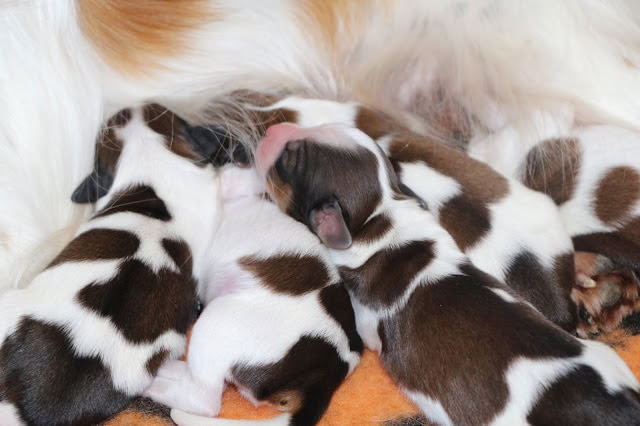 母犬と子犬たちの愛らしい瞬間を捉えた写真です。.