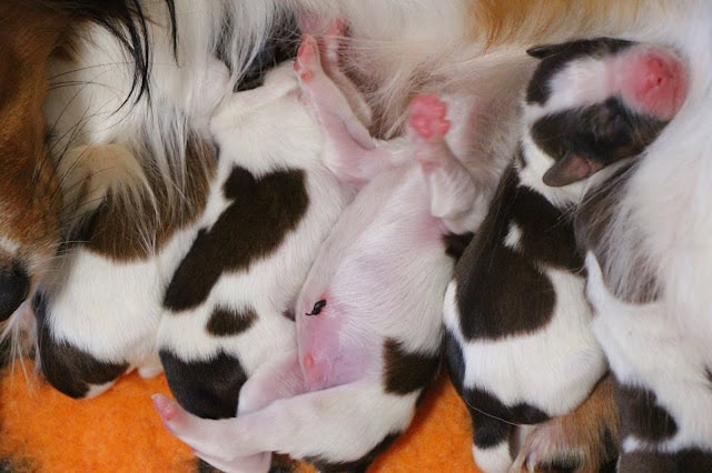 赤ちゃんハムスターの親子の写真.