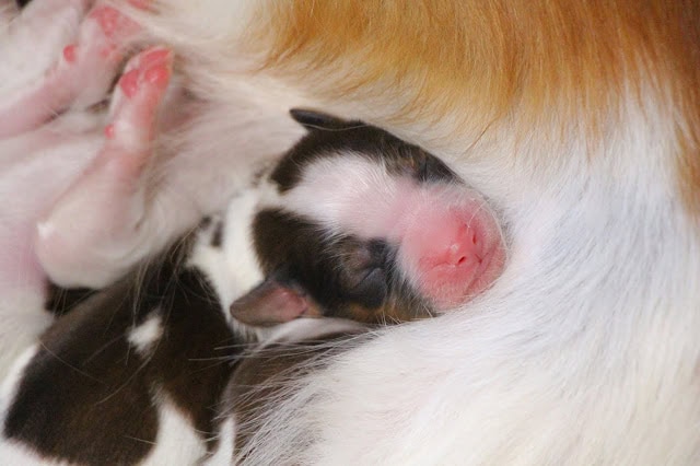 赤ちゃん子犬と母犬の親子の写真.