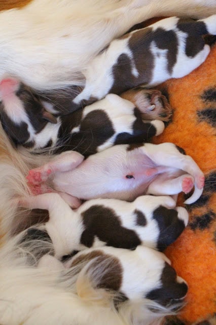 生まれたばかりの子犬たちが母親のそばで眠る様子.