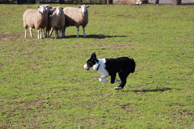 羊と遊ぶシープドッグの子犬の様子を捉えた写真です。.