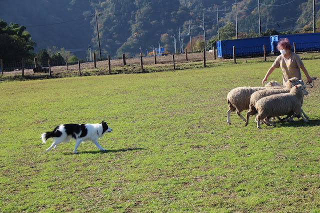 羊を追いかけるシープドッグと指導者の女性.