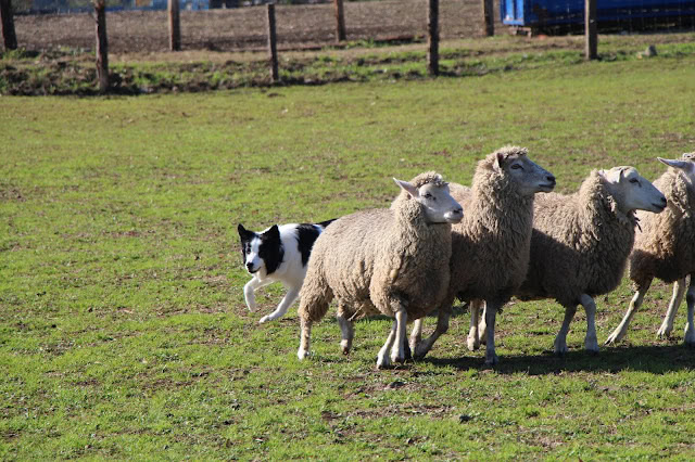 羊と猫が一緒に草原を歩いている様子.