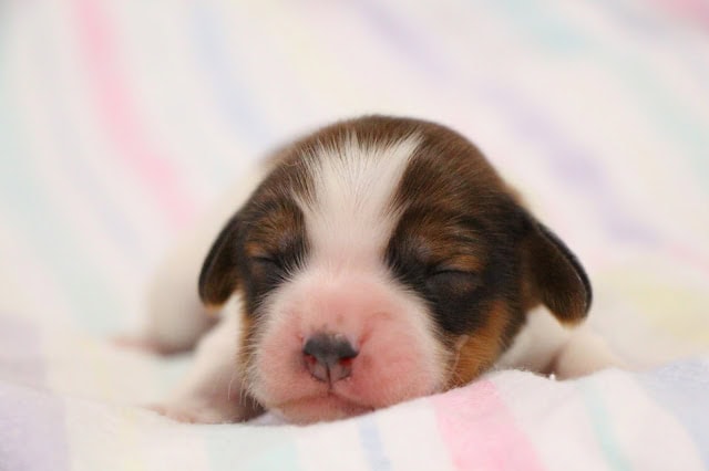 子犬の赤ちゃんが眠っている様子をクローズアップした画像です。.