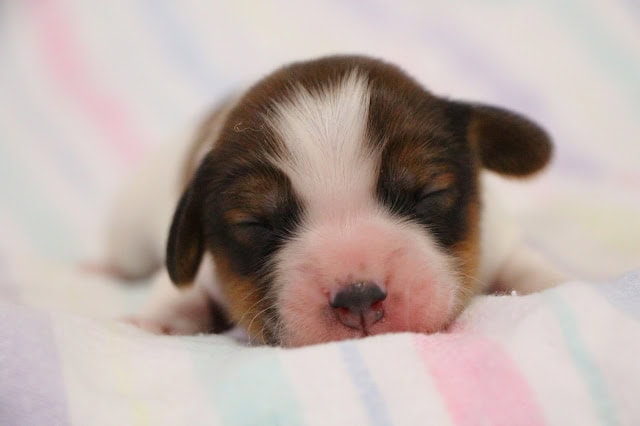 生後1週間のかわいいジャッカル子犬の寝顔です。.