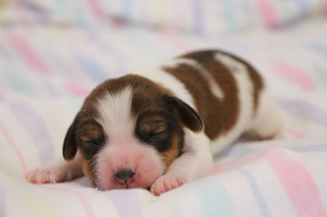 生後1週間のかわいい子犬の寝顔写真です。.