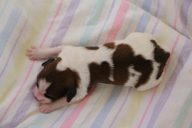 生後1週間のかわいいジャックラッセルテリアの赤ちゃん犬です。.