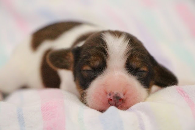 生後1週間のかわいい子犬の寝顔写真です。.