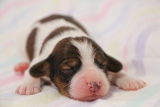 生後1週間のかわいい子犬の寝顔です。.