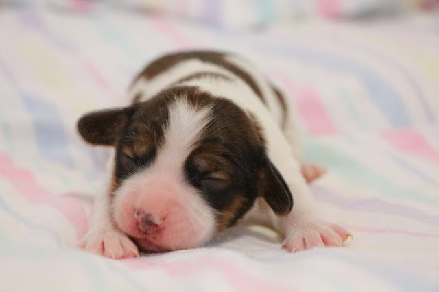 赤ちゃん犬の寝ている姿、目を閉じてリラックスしています.