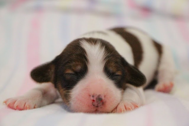 ALTタグ：生後1週間のかわいい子犬の写真.