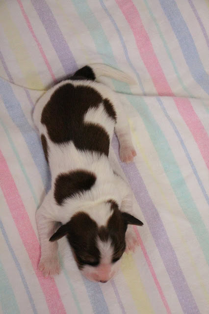 子犬の全身像、白と黒の模様がかわいい生後1週間の子犬です。.