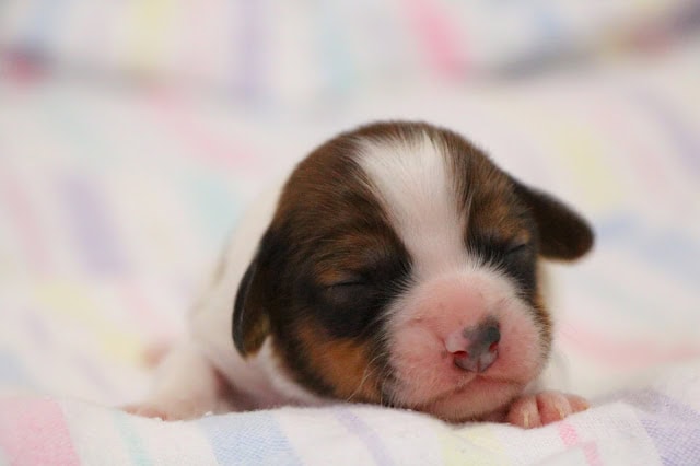 子犬の寝顔とかわいい表情.