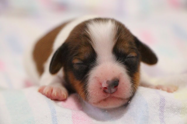 子犬の生後1週間の寝ている姿をクローズアップした画像です。.