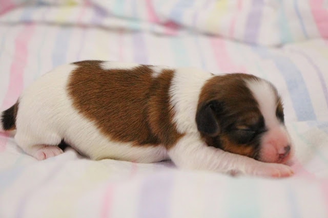 生後1週間のかわいいジャックラッセルテリアの子犬.
