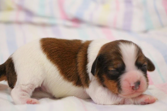 子犬の生後1週間のかわいい写真です。.