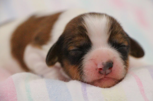 子犬が静かに眠る様子をクローズアップ.