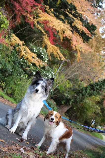 秋の紅葉の中を散歩する2匹の犬.