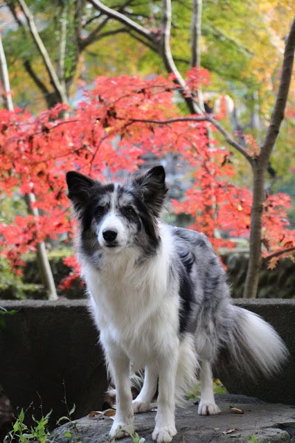 秋の紅葉と犬の風景の写真です。鮮やかな紅葉の背景に、犬が静かに立っています。.