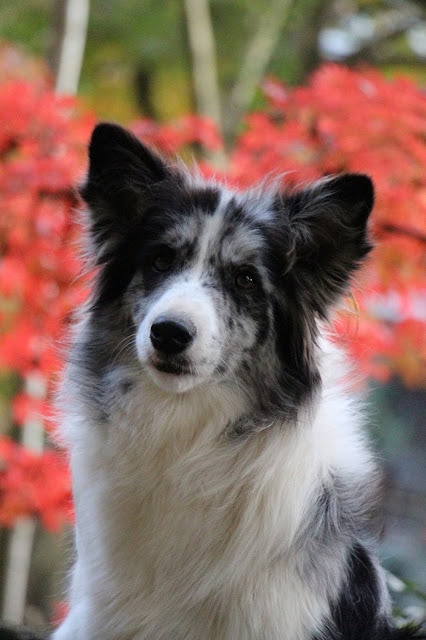 秋の紅葉と犬のアップ写真.
