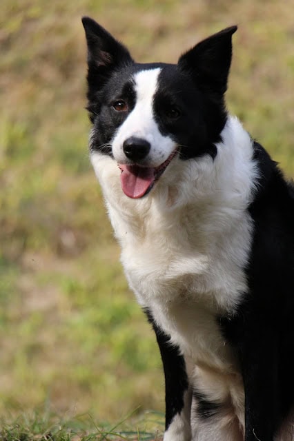 秋の自然の中で笑顔の犬のアップ写真.