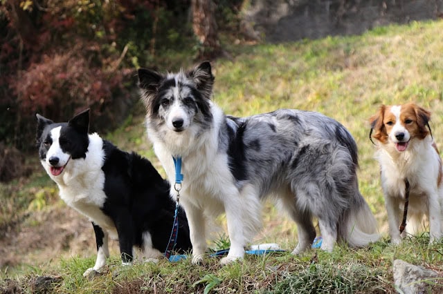 秋の自然の中で3匹の犬が楽しそうに遊んでいます。.