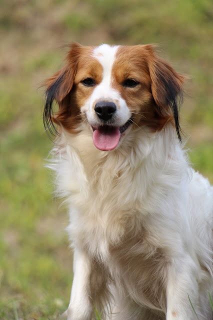 犬が自然の中で楽しそうにしている様子を捉えた画像です。.