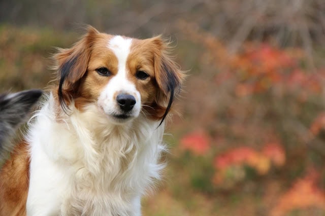 秋の風景と犬の写真、自然の中でリラックスした表情の犬。.
