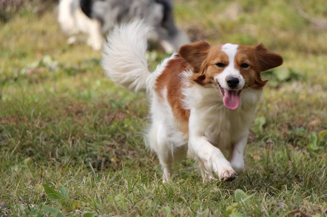 秋の野原を走るかわいい犬の画像です。.