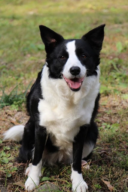 秋の風景と調和した元気な犬のアップ写真.